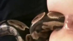 Змея в жопе, зоо порно видео девушки с удавом онлайн