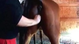 Мужик трахает лошадь рукой. Зоо порно фистинг