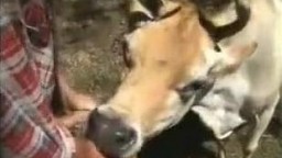 Парень вафлит рогатую корову, зоо порно видео с животным
