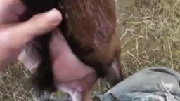 Сельский парень трахает козу, порно животными