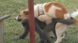 Собака насилует обезьяну, порно животных
